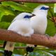 Bird Watchers Flock to National Park to Spot Bali Starling