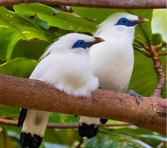 Bird Watchers Flock to National Park to Spot Bali Starling