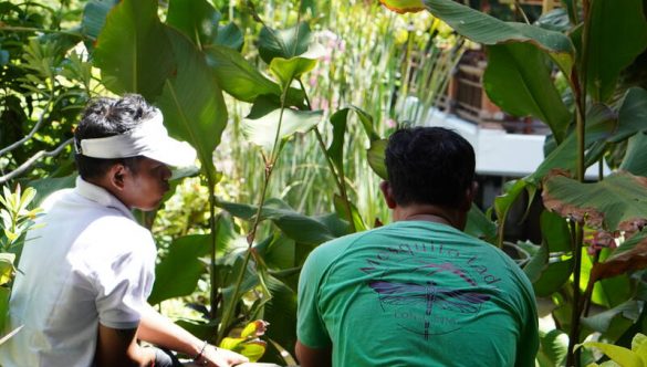 Collaborative Effort to Cull Mozzies